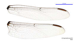 صورة Ictinogomphus paulini Watson 1991