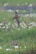 Image of Pin-tailed Snipe