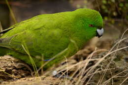 Image of Antipodes Green Parakeet