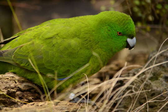 Image of Antipodes Green Parakeet