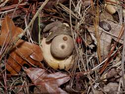 Image of Geastrum saccatum