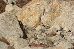 Image of Mountain Weasel