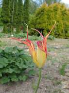 Image of Tulipa agenensis Redouté