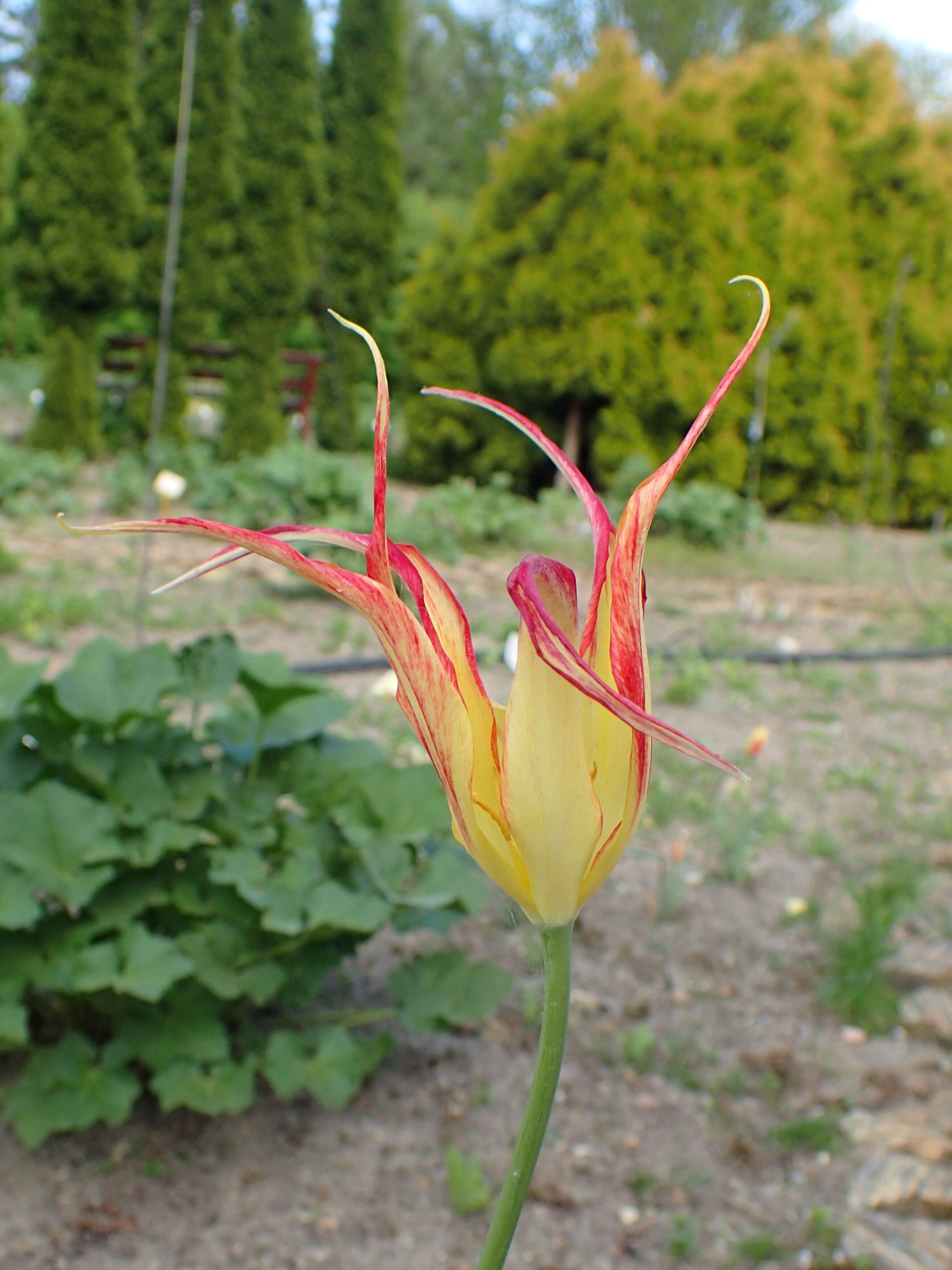 Image of Tulipa agenensis Redouté