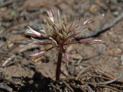 Image of darkred onion