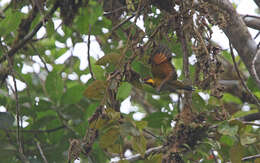 Image of Lita Woodpecker