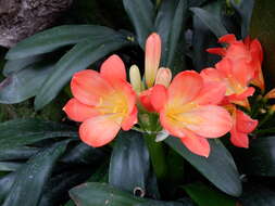 Imagem de Clivia