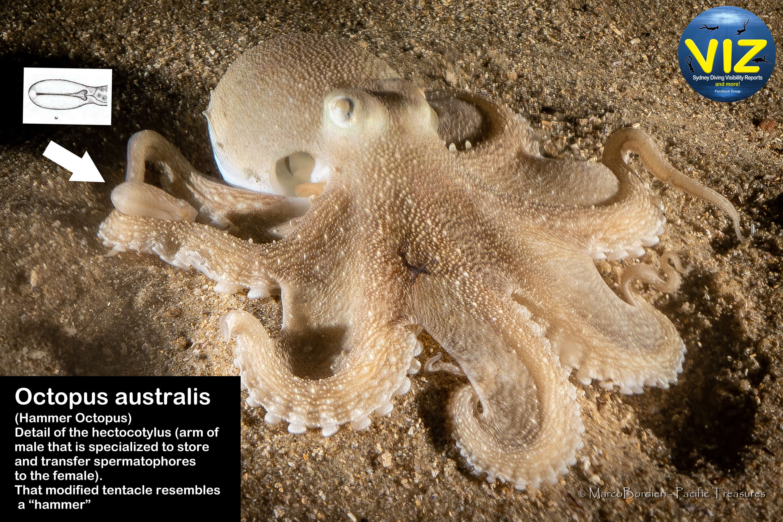 Image of Octopus australis Hoyle 1885