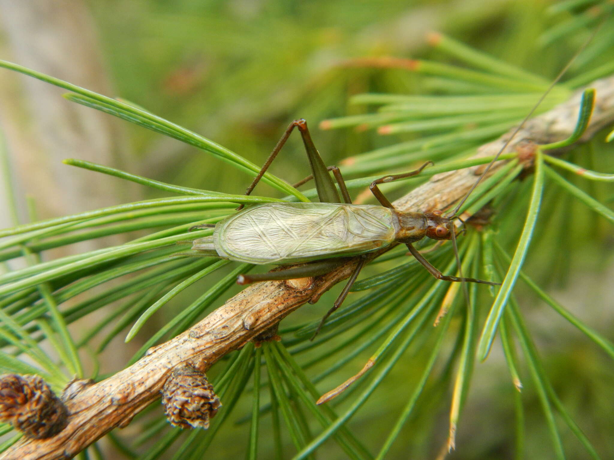 Image of Tamarack Tree Cricket