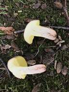 Image of Boletus subtomentosus L. 1753