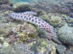 Image of Snake-eels