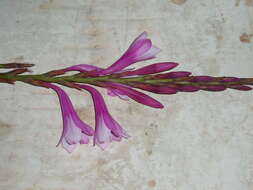 Imagem de Watsonia meriana (L.) Mill.