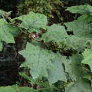 Image of Solanum stramoniifolium