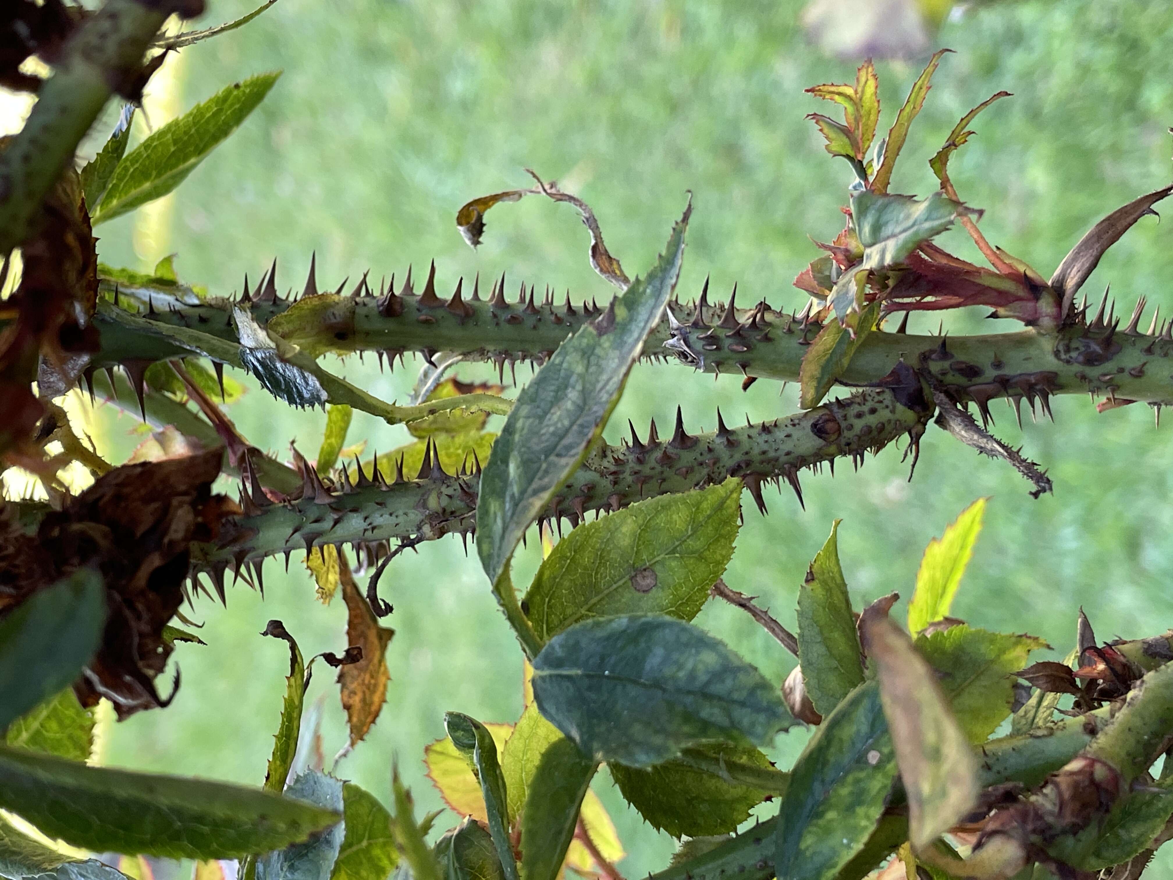 Image of Rose rosette emaravirus