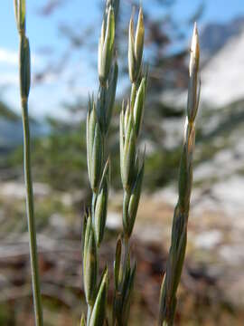 Image of Slender Wild Rye