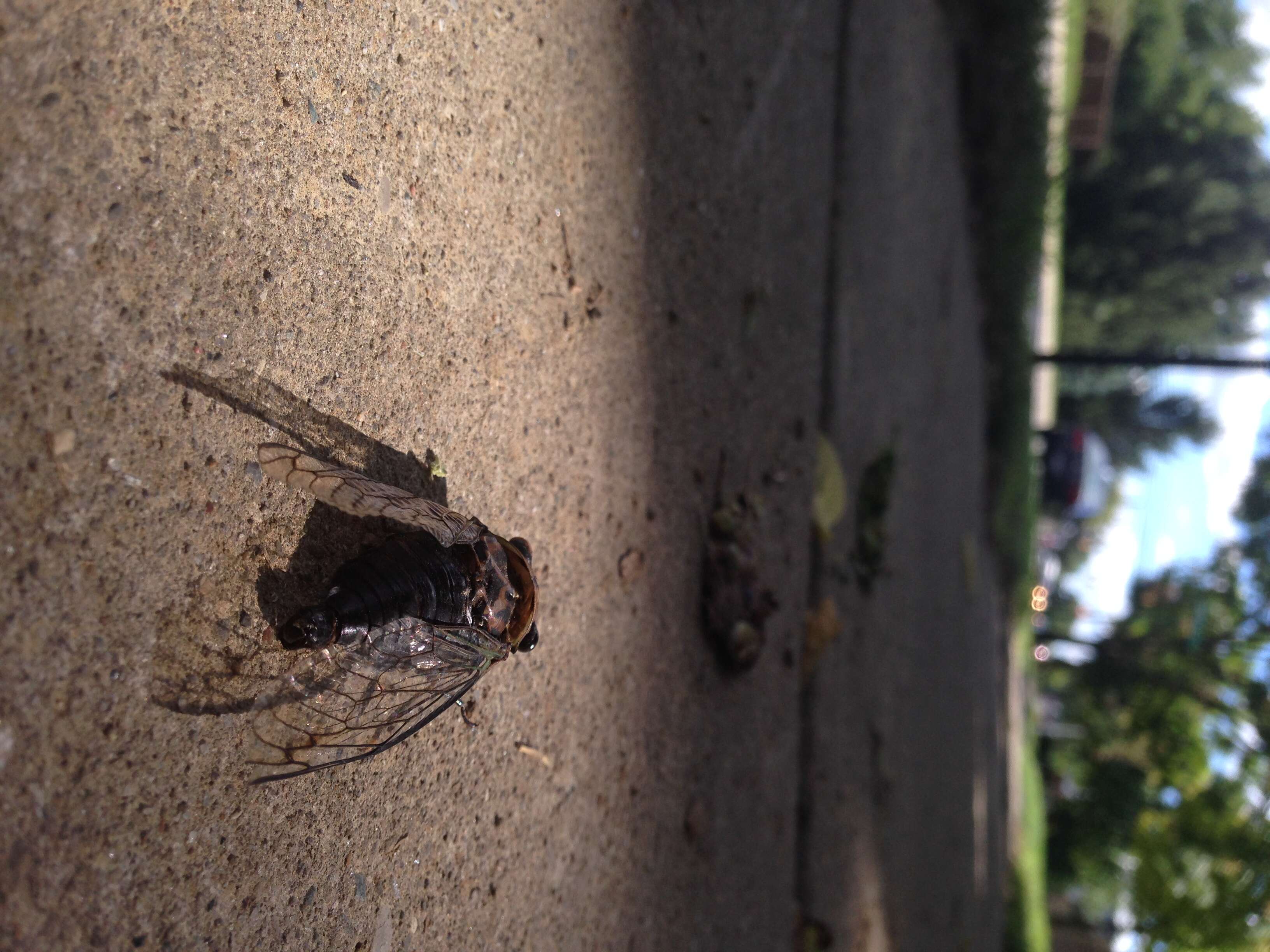 Image of Cicadas, Leafhoppers, and Treehoppers