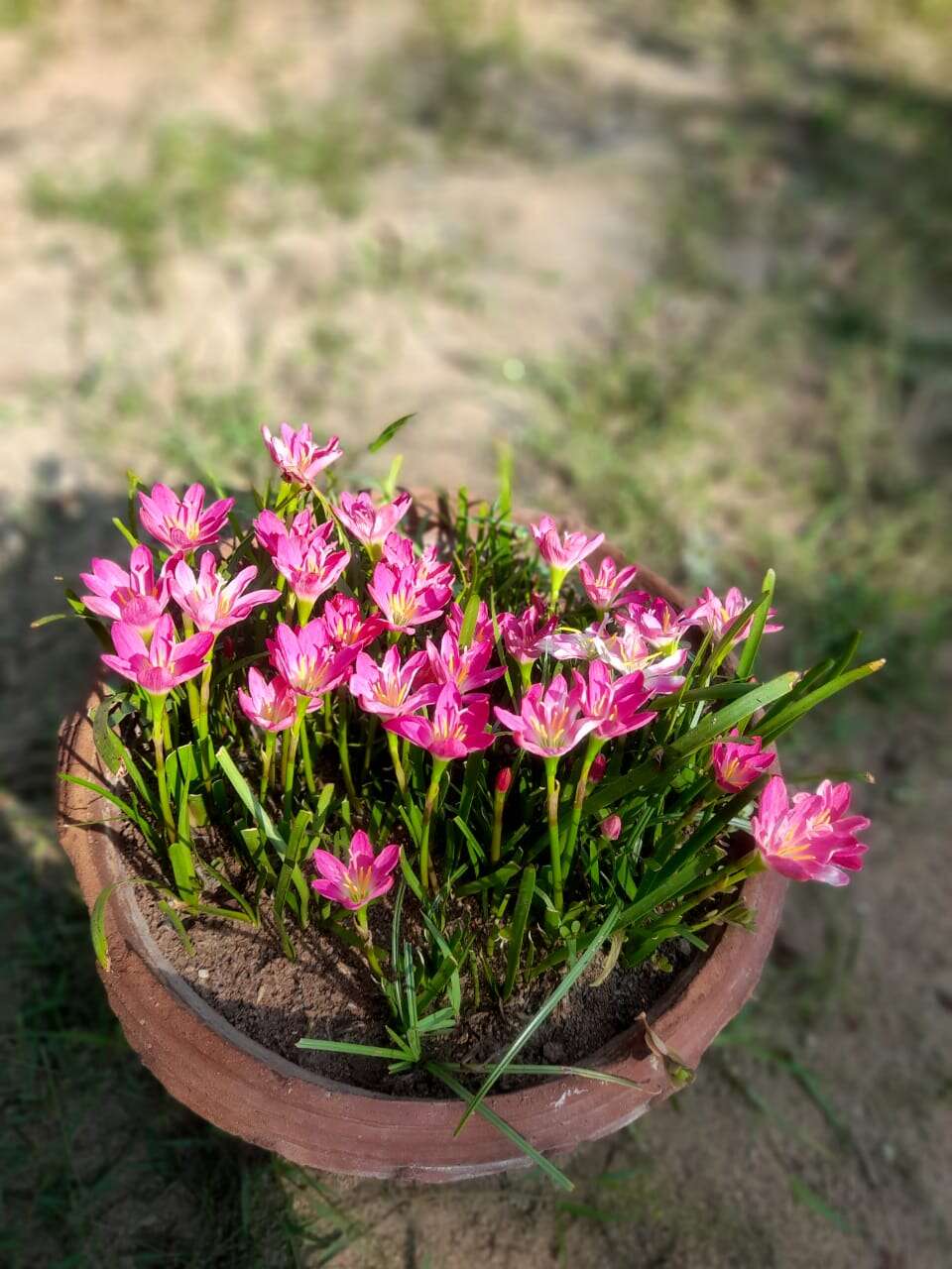 صورة Zephyranthes