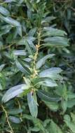 Imagem de Salix triandra L.