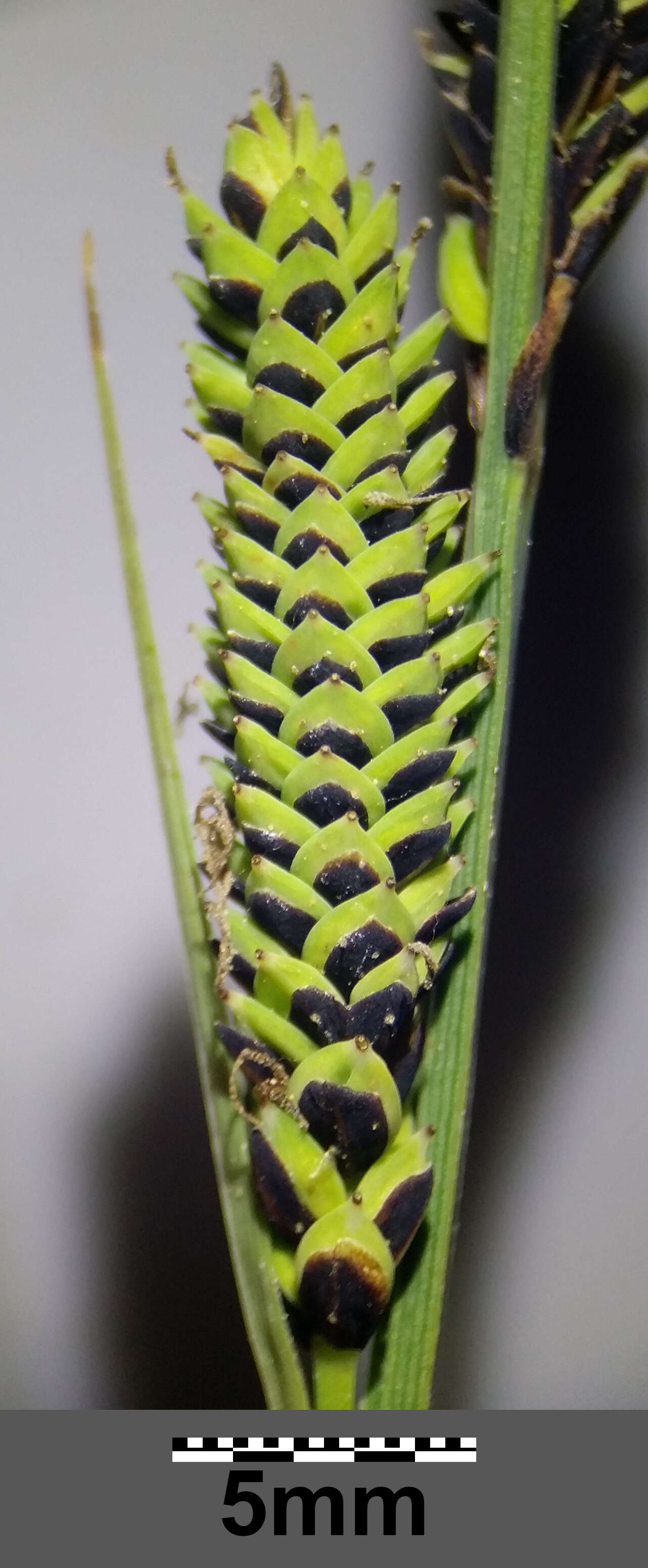 Image of Tufted Sedge