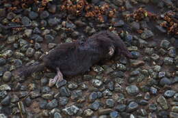 Image of greater Japanese shrew-mole