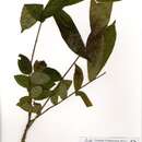 Image of Leplaea cedrata (A. Chev.) E. J. M. Koenen & J. J. de Wilde