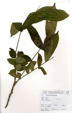 Image de Leplaea cedrata (A. Chev.) E. J. M. Koenen & J. J. de Wilde