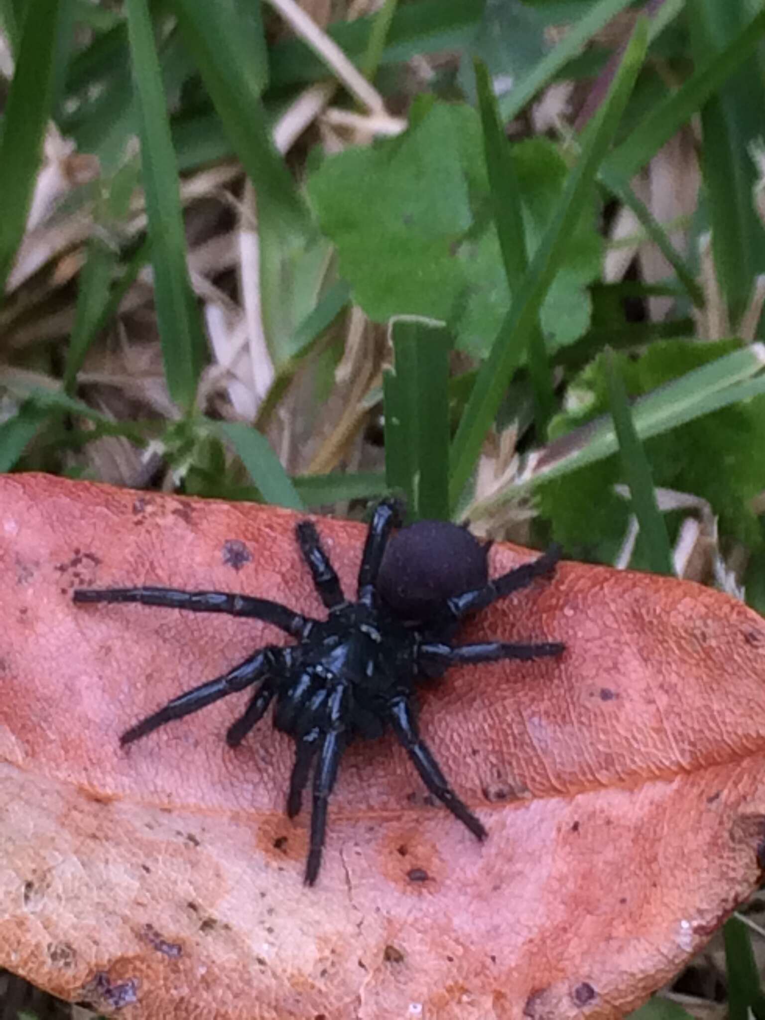 Imagem de Aranha-teia-de-funil