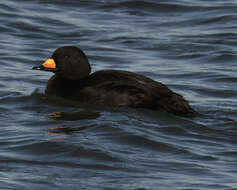 Image of American Scoter