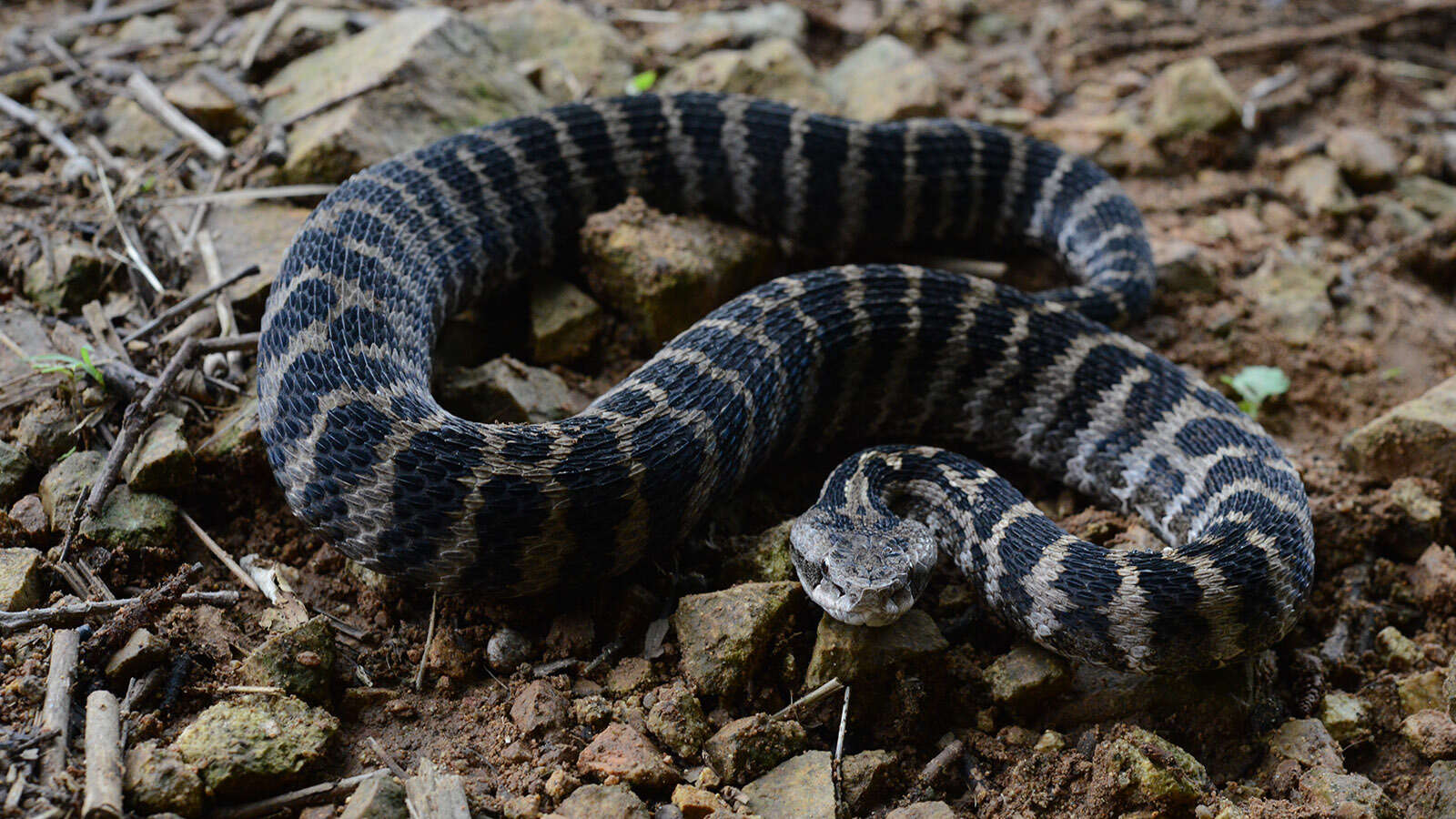 Gloydius intermedius (Strauch 1868) resmi