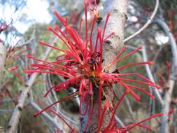 Image de Hakea orthorrhyncha F. Müll.