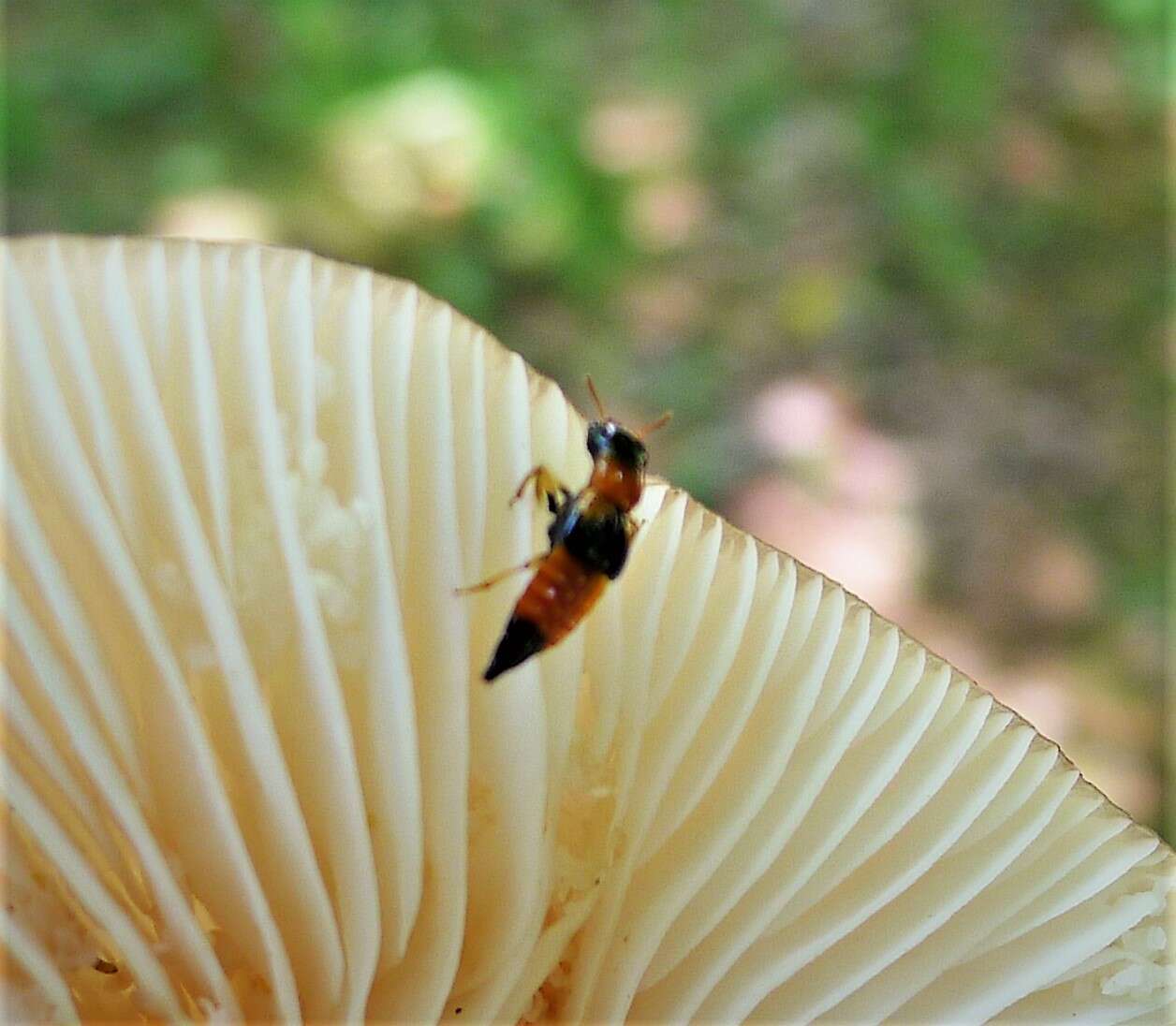 Image of Oxyporus rufus (Linnaeus 1758)