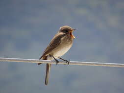 Image of Spotted Flycatcher