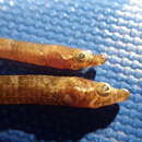 Image of Fringed Pipefish