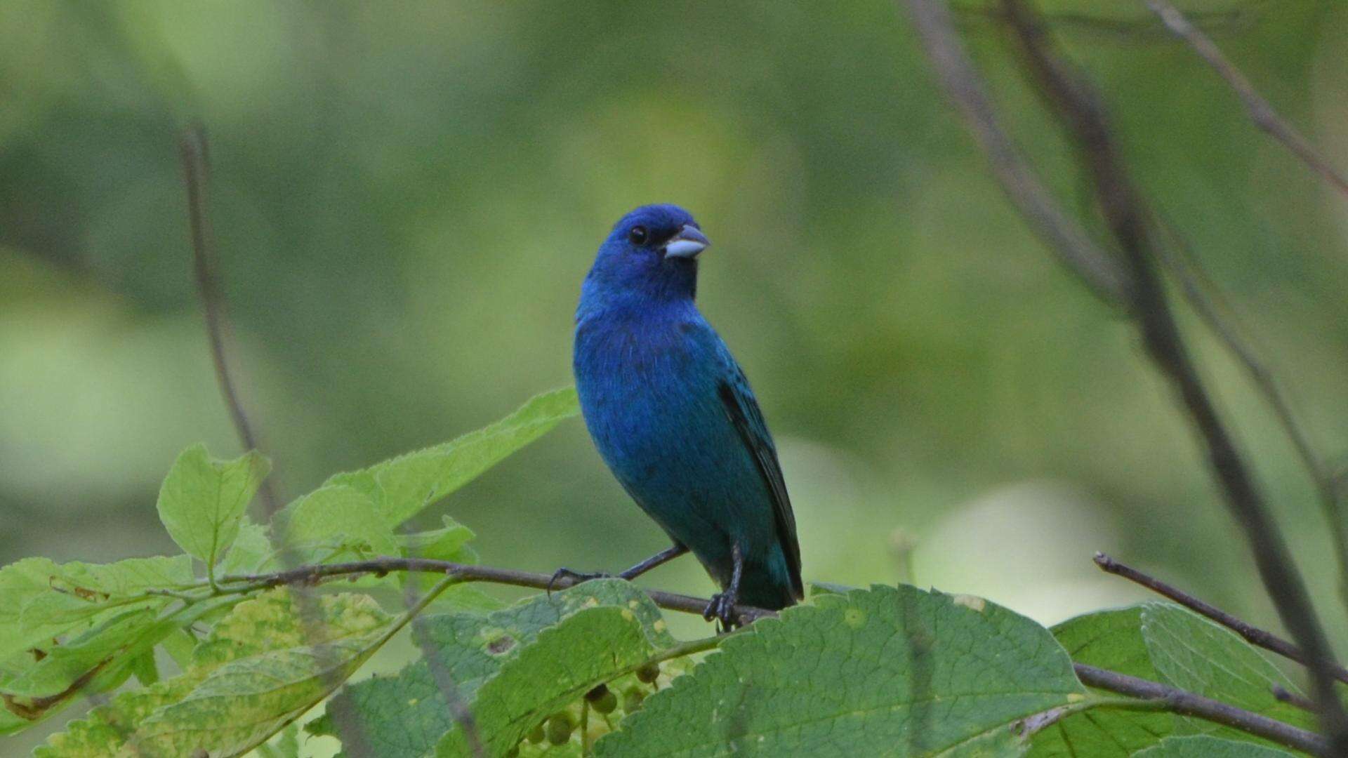 Image of Indigo Bunting