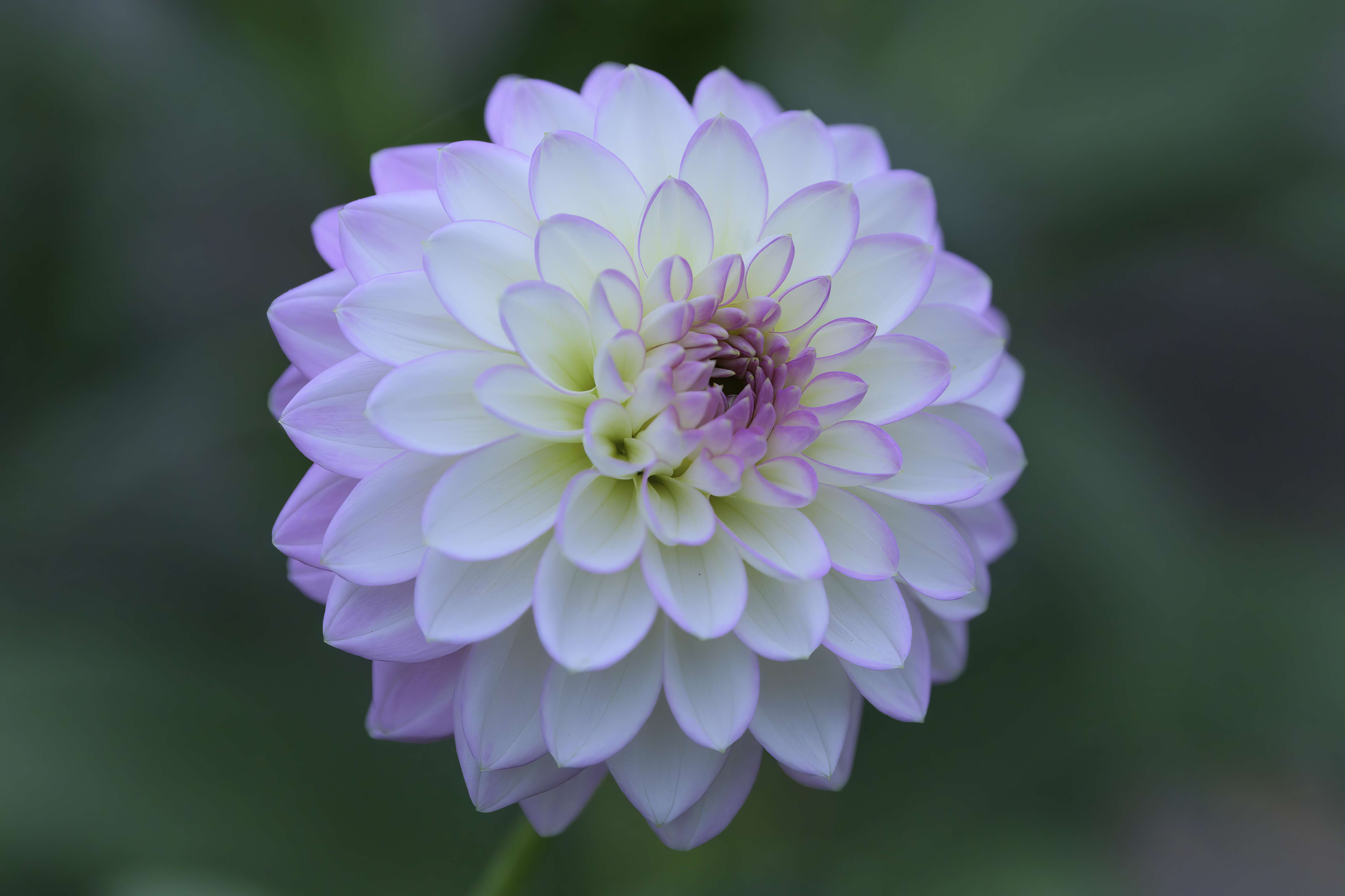 Image of dahlia