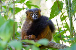 Image of Red-bellied Lemur