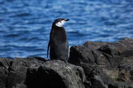 Image of Chinstrap Penguin