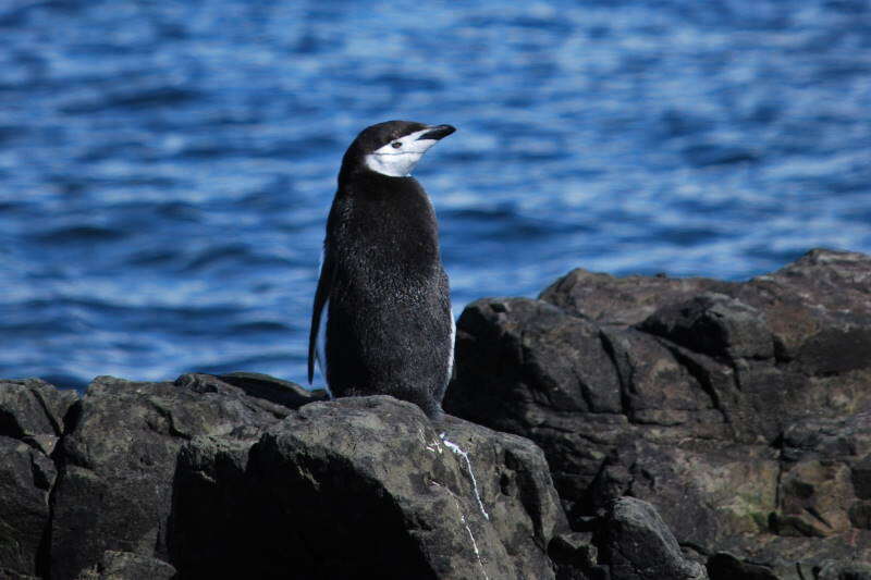 Image of Chinstrap Penguin