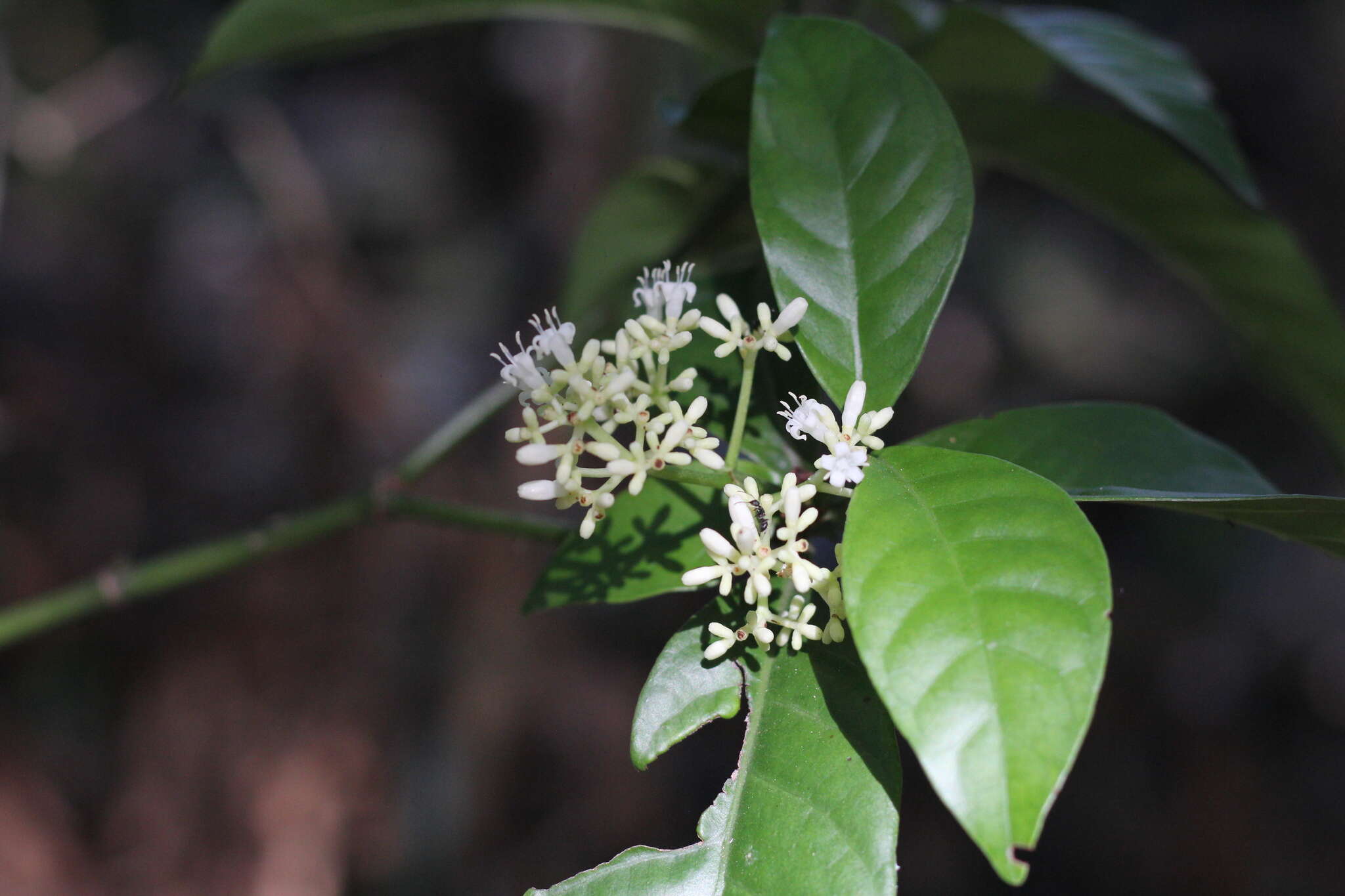 صورة Psychotria carthagenensis Jacq.