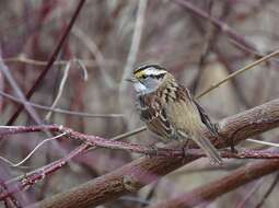 Image of White-throated Sparrow