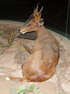 Image of Barking Deer