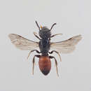 صورة Sphecodes monilicornis (Kirby 1802)