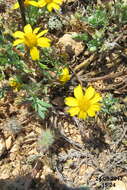 Image of corndaisy