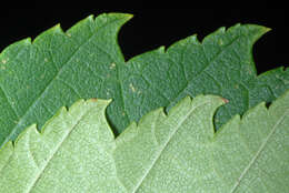 Image of cork elm