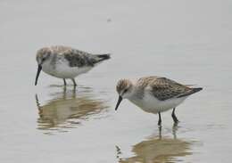 Image of Western Sandpiper