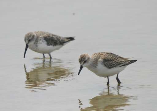 Image of Western Sandpiper