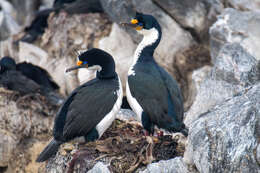 Image of Kerguelen Shag