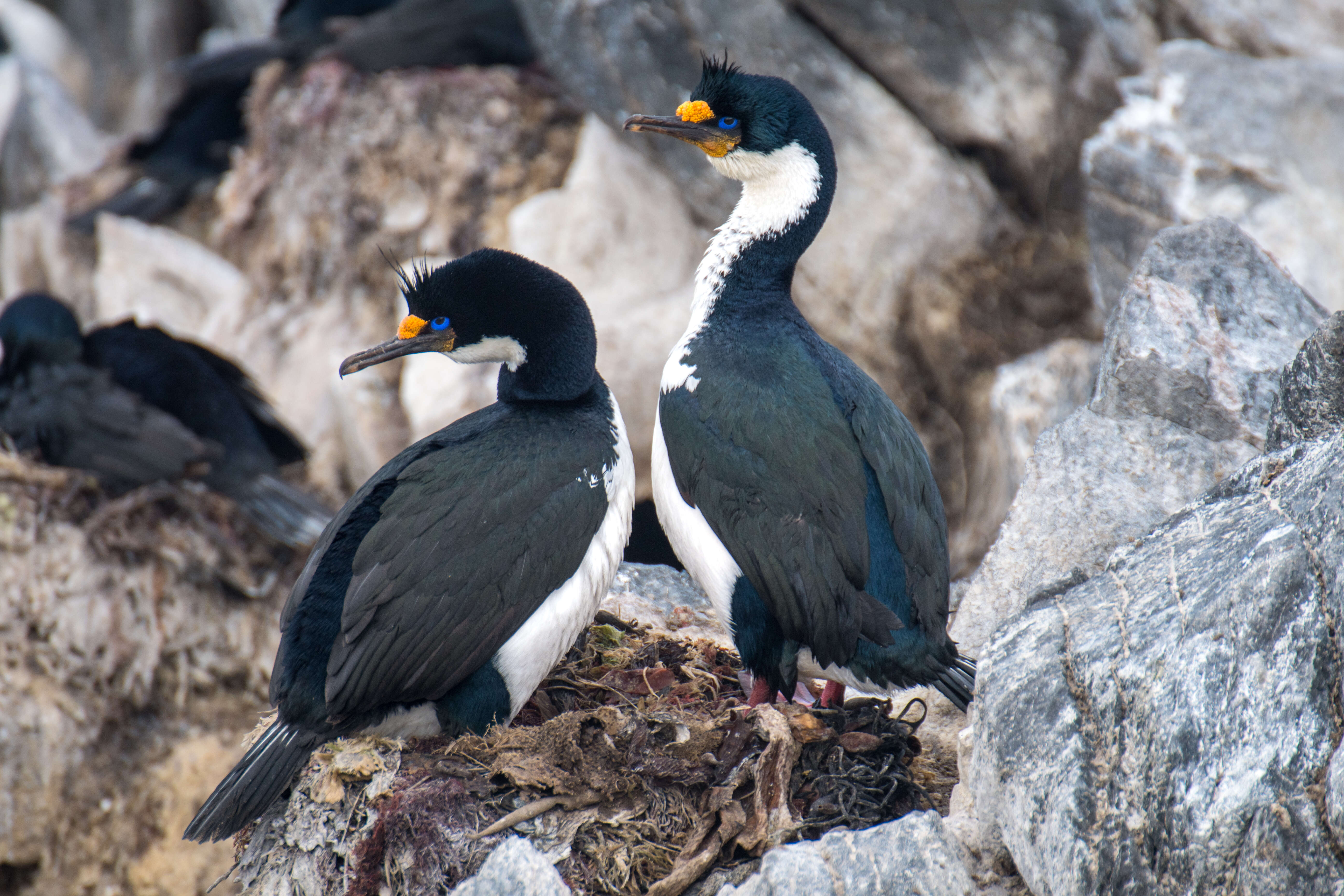 Image of Kerguelen Shag