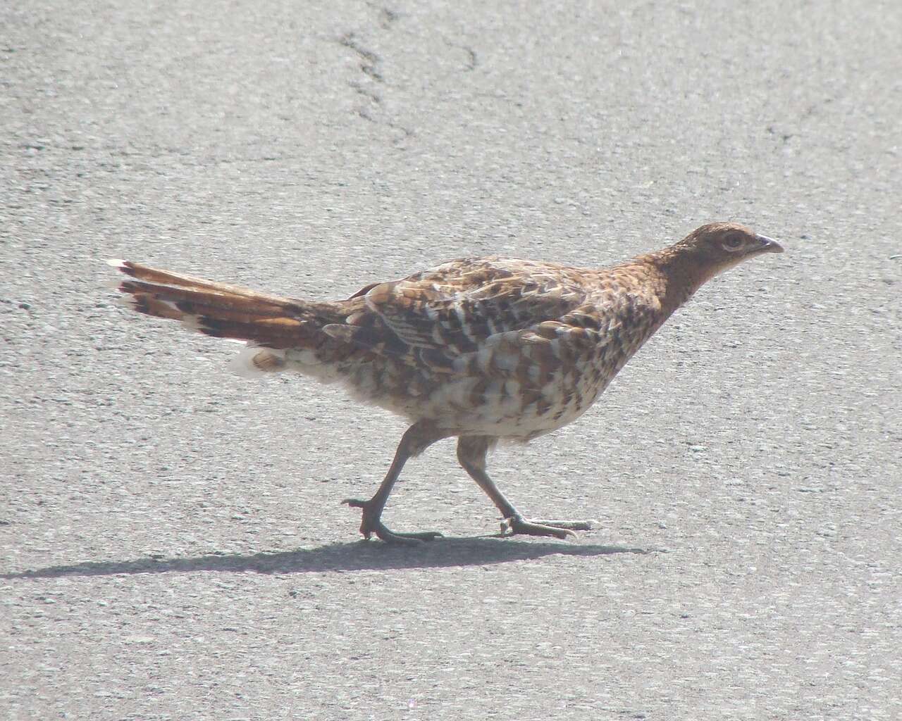 Image of Copper Pheasant