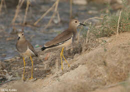 Image of White-tailed Lapwing